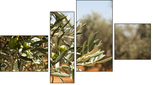 Olive plantation and olives on branch - Four-piece canvas print, Fortyk