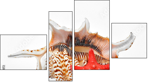 tropical sea shells - Four-piece canvas print, Fortyk