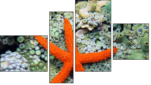 Comet sea star over anemones - Four-piece canvas print, Fortyk