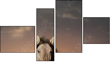 wild stallion running in sunset - Four-piece canvas print, Fortyk