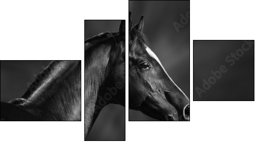 Black and white portrait of arabian stallion - Four-piece canvas print, Fortyk