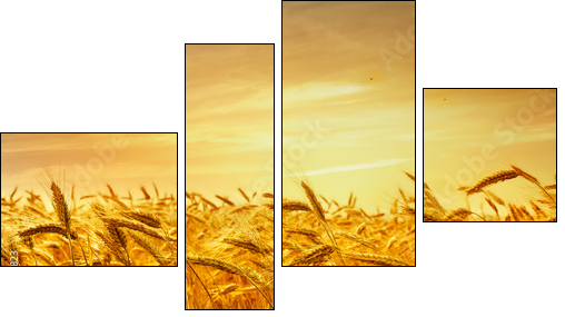 A field of wheat in the golden light of sunset. - Four-piece canvas print, Fortyk