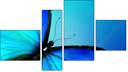 Blue butterfly on blue background - Four-piece canvas print, Fortyk