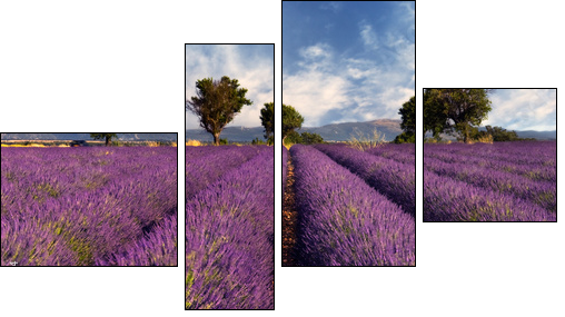 Lavender field in Provence, France - Four-piece canvas print, Fortyk