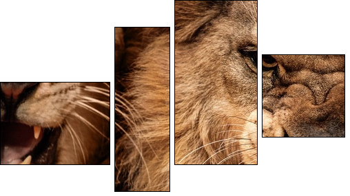 Close-up shot of two roaring lion - Four-piece canvas print, Fortyk