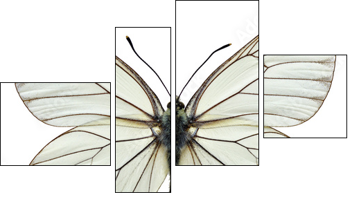 Isolated Black-veined White butterfly - Four-piece canvas print, Fortyk