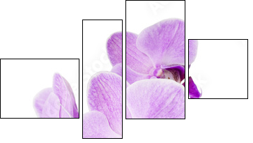 Light purple orchid isolated on white - Four-piece canvas print, Fortyk