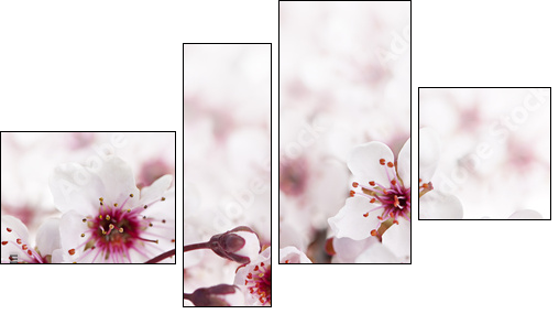 Cherry blossoms - Four-piece canvas print, Fortyk