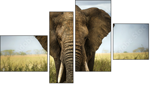 sfondo di elefante - Four-piece canvas print, Fortyk