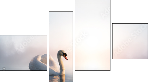 Art Swan floating on the water at sunrise of the day - Four-piece canvas print, Fortyk