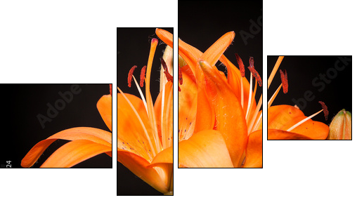 lilies on a black background - Four-piece canvas print, Fortyk