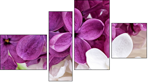 Beautiful Bunch of violet and white Lilac - Four-piece canvas print, Fortyk