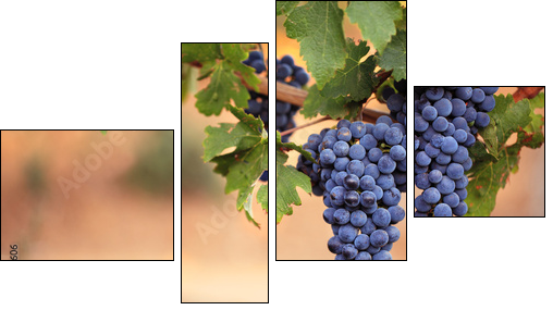 Large bunches of red wine grapes on vine - Four-piece canvas print, Fortyk