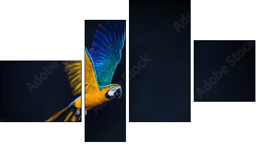 Colourful flying Ara on a dark background - Four-piece canvas print, Fortyk