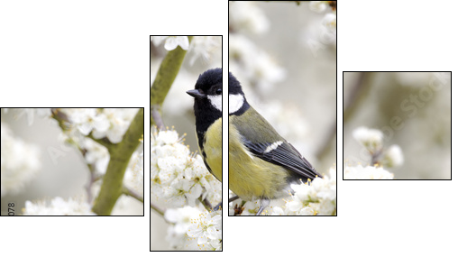 Great tit, Parus major, single bird on blossom - Four-piece canvas print, Fortyk