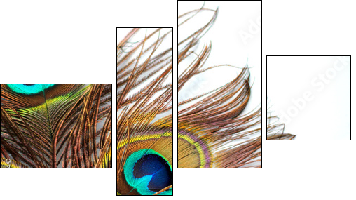 Three peacock feathers - Four-piece canvas print, Fortyk