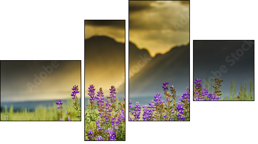 Purple Lupines in the Tetons - Four-piece canvas print, Fortyk