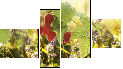 Raspberry.Garden raspberries at Sunset.Soft Focus - Four-piece canvas print, Fortyk