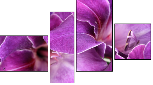 Beautiful gladiolus flower close up - Four-piece canvas print, Fortyk