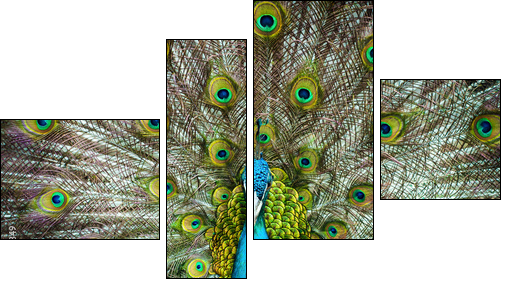 Peacock closeup on a background of feathers - Four-piece canvas print, Fortyk