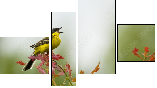 Yellow Wagtail singing on tree branch - Four-piece canvas print, Fortyk
