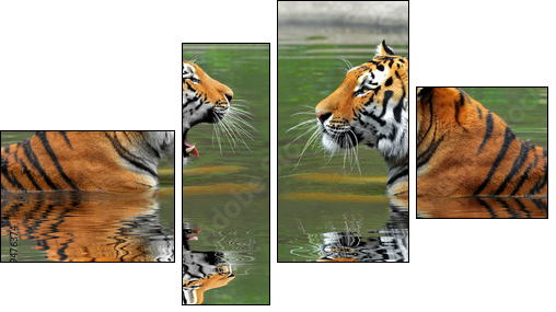 Siberian Tigers in water - Four-piece canvas print, Fortyk
