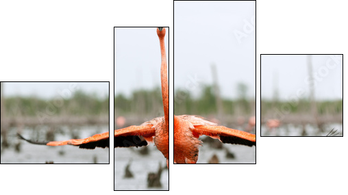 The American Flamingo (Phoenicopterus ruber) - Four-piece canvas print, Fortyk