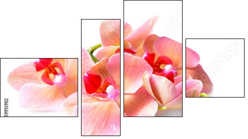 Beautiful blooming orchid isolated on white - Four-piece canvas print, Fortyk