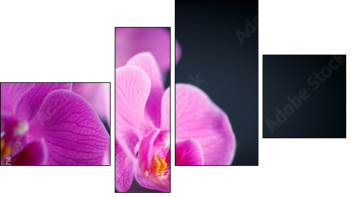 beautiful  Phalaenopsis - Four-piece canvas print, Fortyk