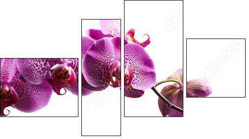 Purple orchid flowers isolated on white background - Four-piece canvas print, Fortyk