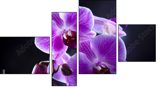 Orchid - Four-piece canvas print, Fortyk