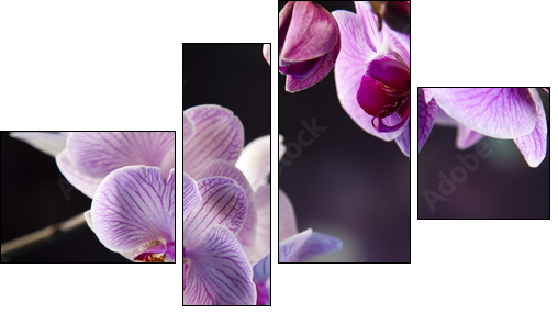 Beautiful orchids - Four-piece canvas print, Fortyk