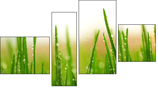 Green wet grass with dew on a blades - Four-piece canvas print, Fortyk