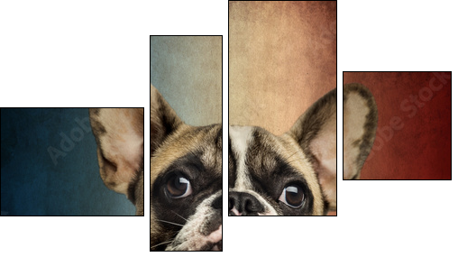 Close-up of a French Bulldog, on a vintage colored background - Four-piece canvas print, Fortyk