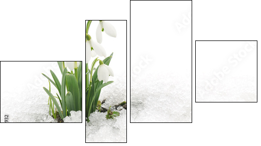 Snowdrops and Snow - Four-piece canvas print, Fortyk