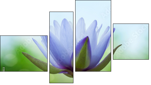 Blue lotus on spring background - Four-piece canvas print, Fortyk
