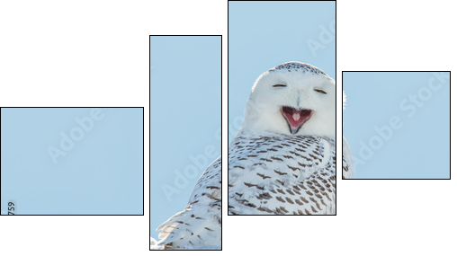 Snowy Owl - Yawning / Smiling in Snow - Four-piece canvas print, Fortyk