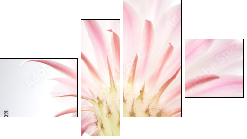 Light  pink cactus flower . - Four-piece canvas print, Fortyk