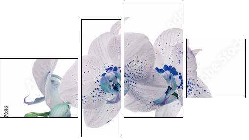 orchid flowers with large and small blue spots - Four-piece canvas print, Fortyk
