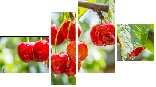 Cherry red berries on a tree branch with water drops - Four-piece canvas print, Fortyk