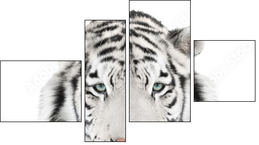 Isolated white tiger - Four-piece canvas print, Fortyk