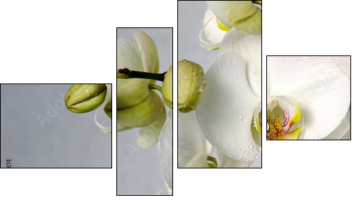 white orchids - Four-piece canvas print, Fortyk