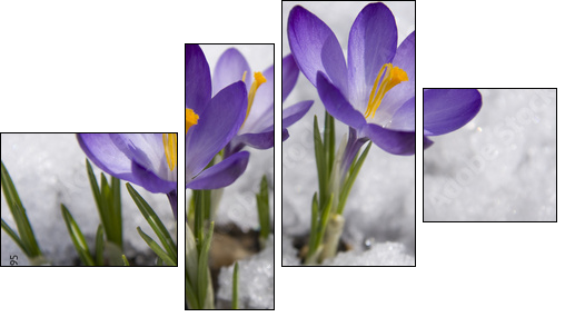 crocuses in snow - Four-piece canvas print, Fortyk