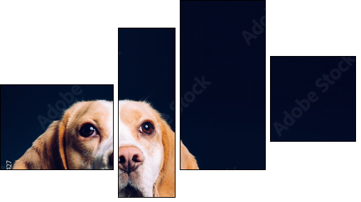 Portrait of a dog. Beagle. studio shot on dark background - Four-piece canvas print, Fortyk