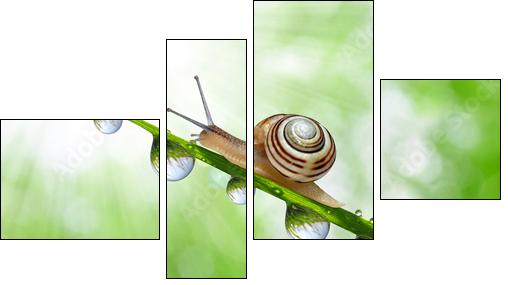 Snail on dewy grass close up - Four-piece canvas print, Fortyk