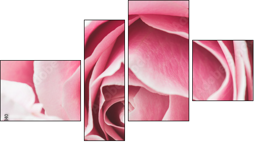 Pink Rose Flower with shallow depth of field and focus the centre of rose flower  - Four-piece canvas print, Fortyk