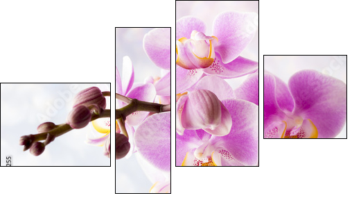 Beautiful pink orchid on a gray background. - Four-piece canvas print, Fortyk