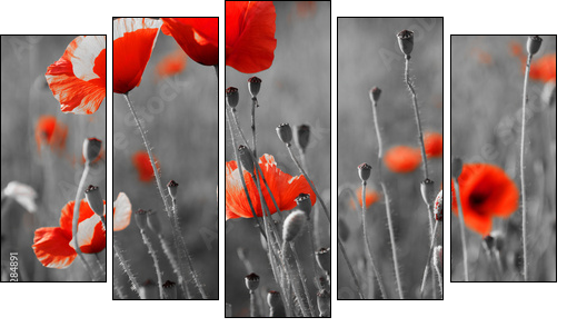 red poppies on  field - Five-piece canvas print, Pentaptych