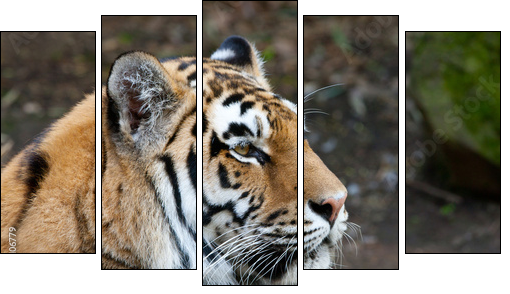 Endangered Sumatran Tiger - Five-piece canvas print, Pentaptych
