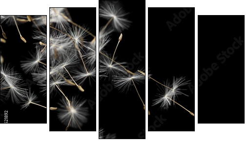 Seeds of dandelion, isolated on black - Five-piece canvas print, Pentaptych